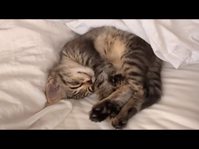 ゆる動画】朝なかなか起きてくれないコテン - YouTube