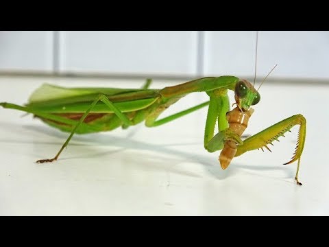 I gave my worms to the praying mantis. - YouTube
