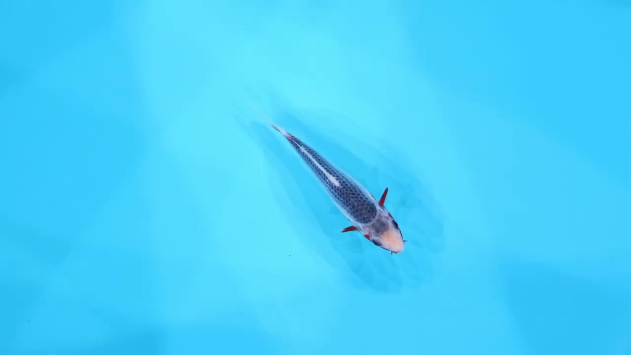 若鯉大会スペシャルオークション！】260302-059の出品鯉のご紹介