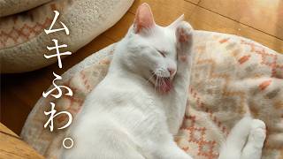 The cat ○○○○○ is very cute. - YouTube