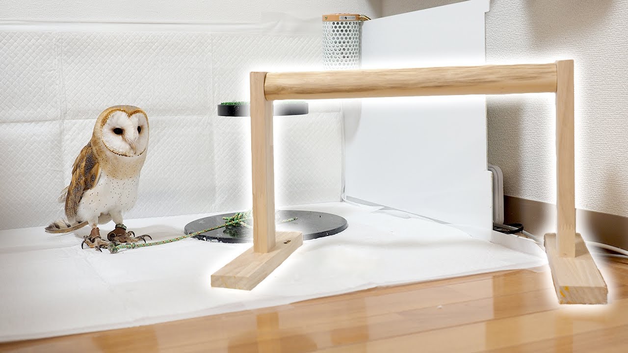 I made a homemade perch for an owl - YouTube