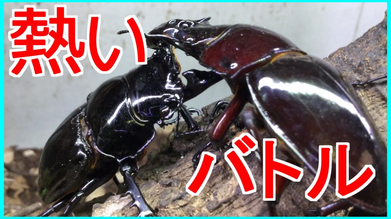 タランドゥスオオツヤクワガタvsレギウスオオツヤクワガタ！！ - YouTube