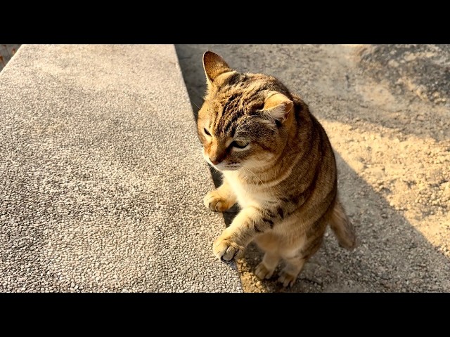 手を伸ばした先にある感覚は今もまだ鼓動している」crossfade master