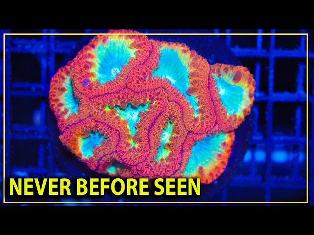 Some CRAZY new corals we have never seen before! - YouTube