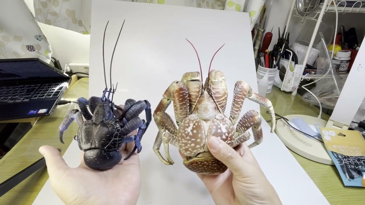 万代出品 椰子蟹 小测评（バンダイいきもの大図鑑：プレミアム