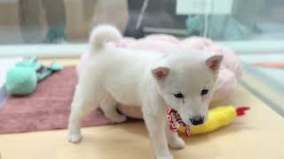 柴犬 - YouTube