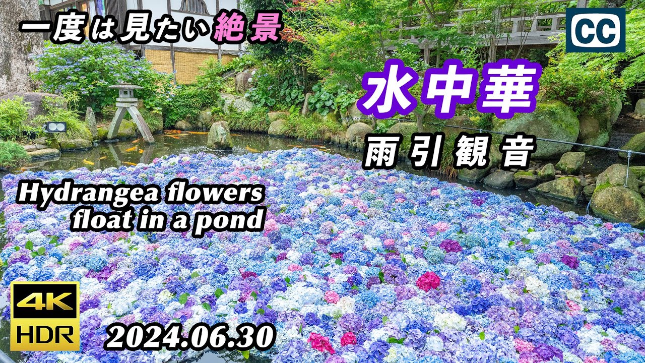水中華/雨引観音/4K HDR】紫陽花の花を浮かべた池/Hydrangea flowers
