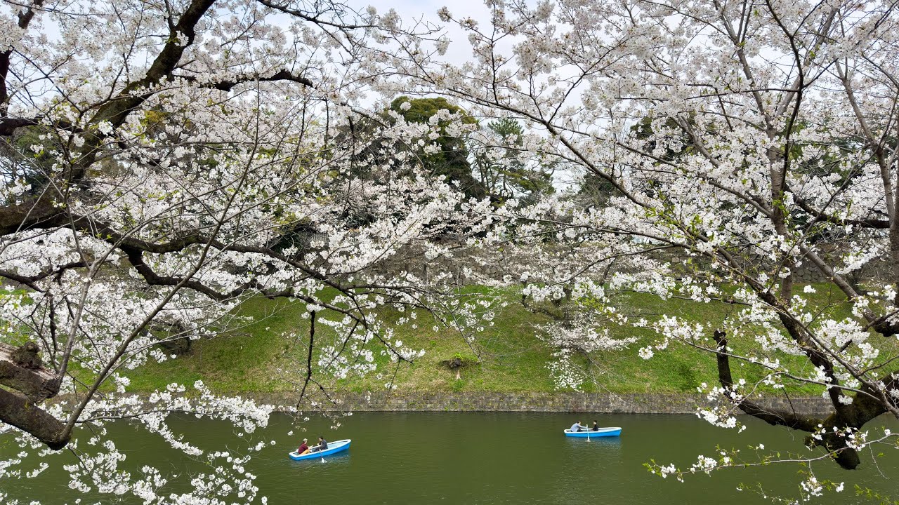 千鳥ヶ淵の桜(昼) 2024 ライブ配信 4KHDR - YouTube