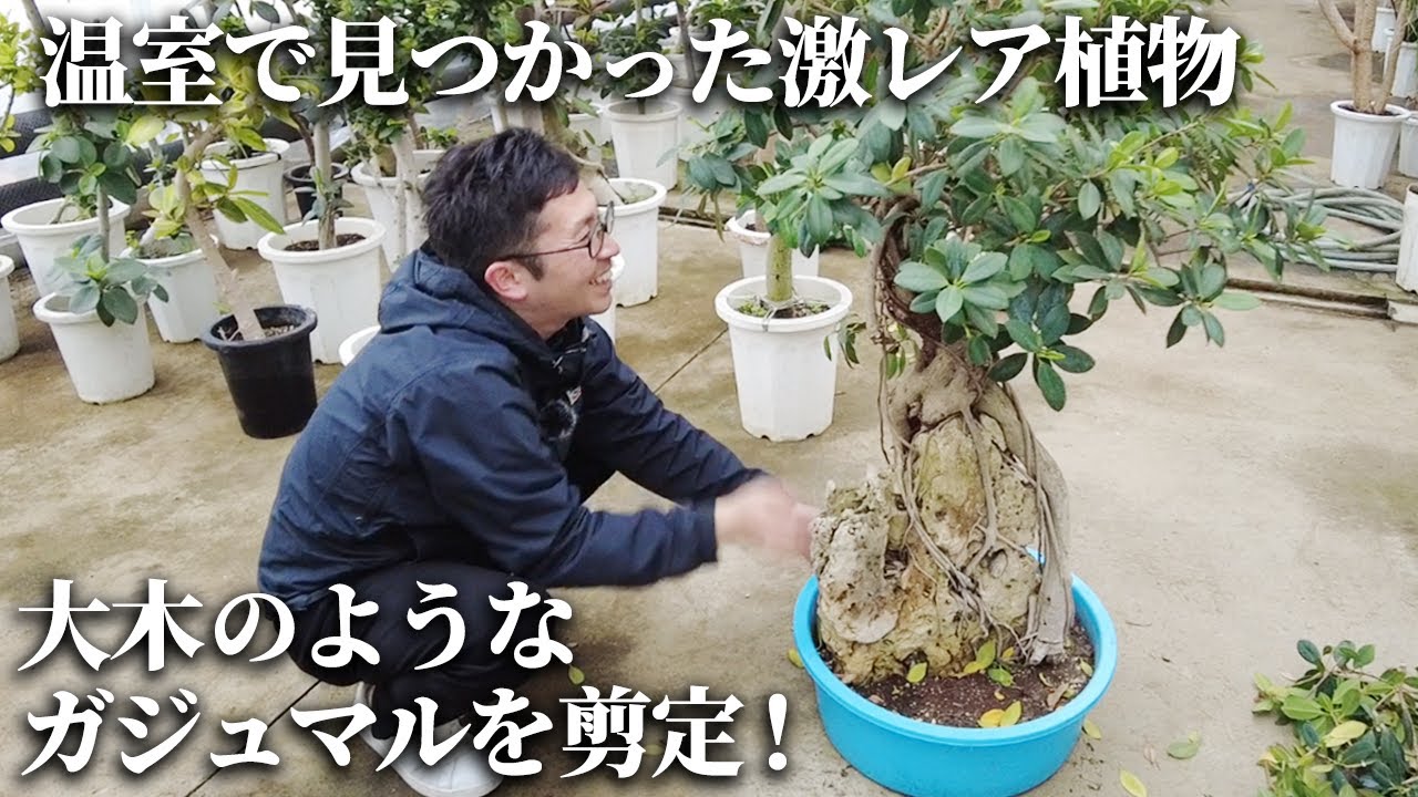 第1回ガジュマル石付き盆栽製作【Green Day's】2025年10月完成 完成