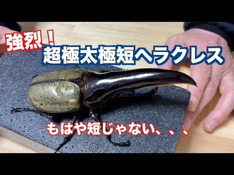 アートオブヘラクレスmovie - YouTube