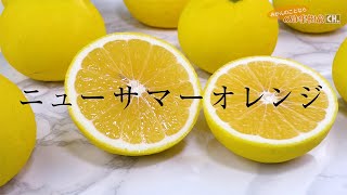 ワケありニューサマーオレンジ約5kg | のま果樹園