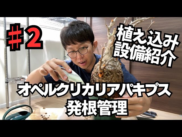 オペルクリカリアパキプス発根管理】植え込みと設備紹介！ - YouTube