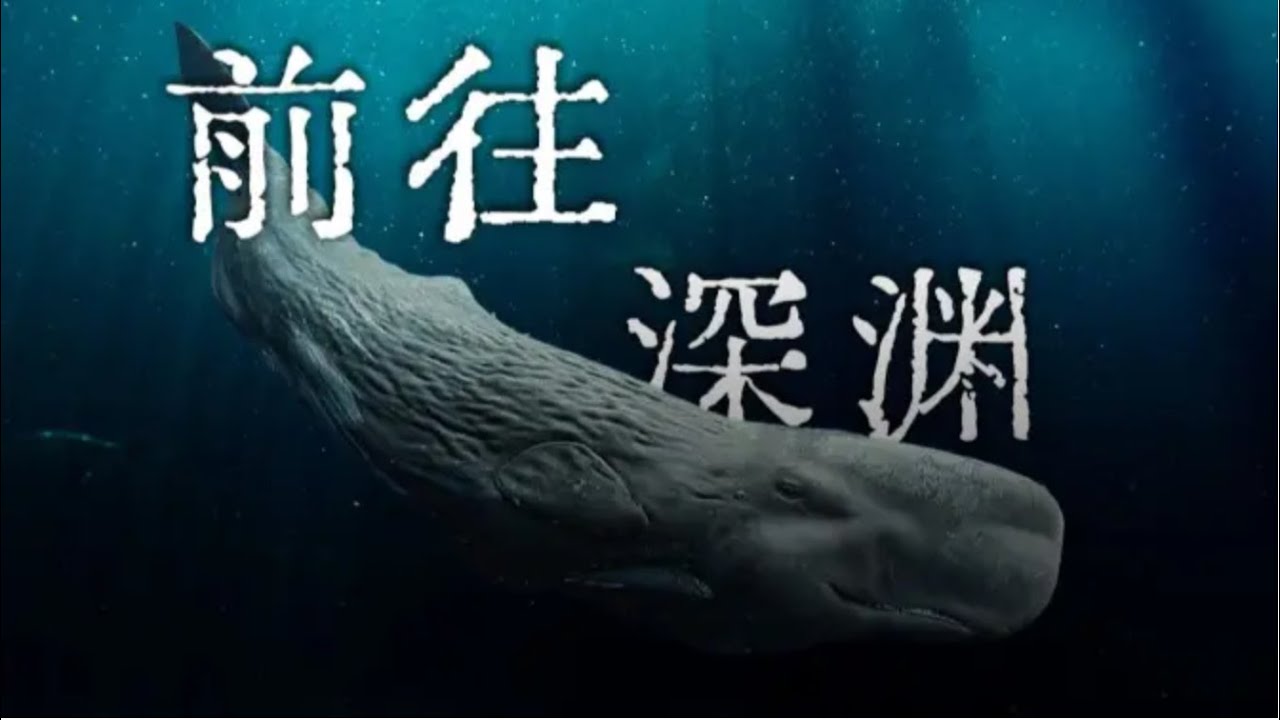 抹香鲸：凝望深渊的孤勇- YouTube