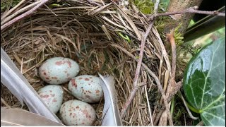 Bird Nesting Walk. Mistle Thrush Nest and Eggs - YouTube