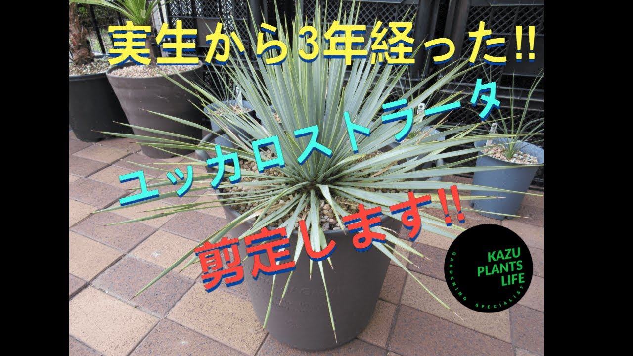 ユッカロストラータ！実生から3年！剪定してみたら‼＃ユッカ