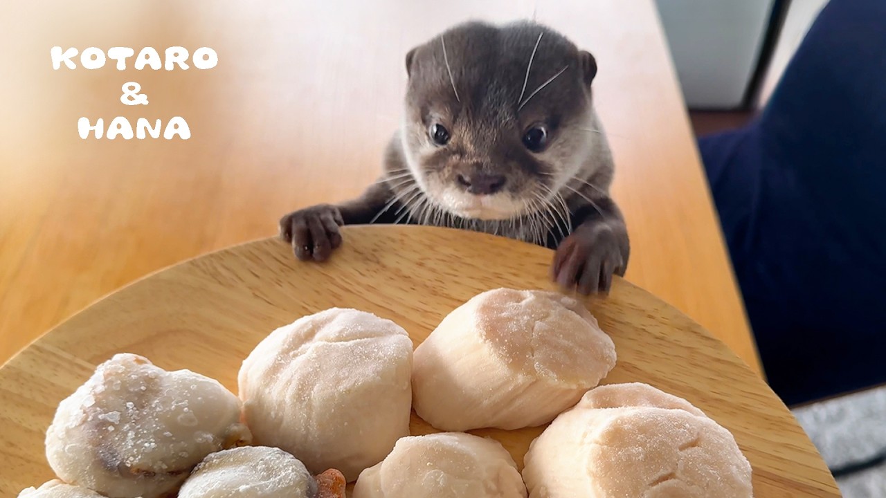 自己紹介PV】萬音 NET-LORE | 猿田樹代人 (CV.鈴木崚汰) 【ハレオト