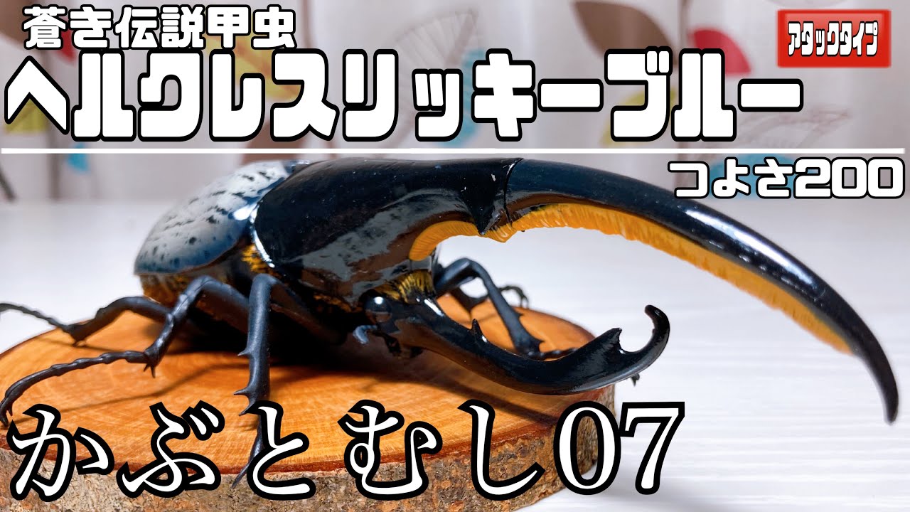 いきもの大図鑑】500円でpremiumのクオリティヘラクレスオオカブト
