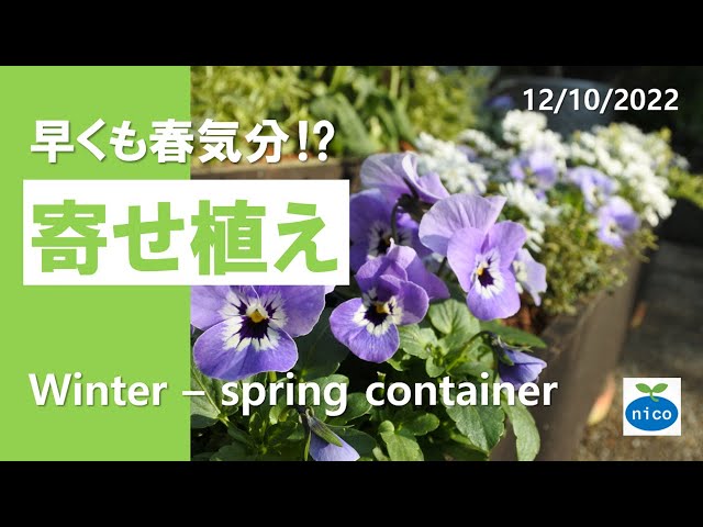 半年楽しめる寄せ植え｜ビオラが主役｜Winter-spring container with