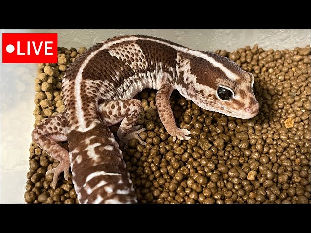 sddefault.jpg?v=61fe89be