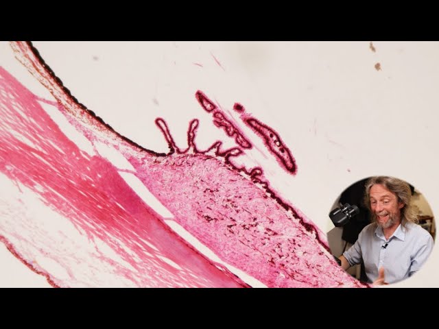 Histology of the eye (part 2) - YouTube