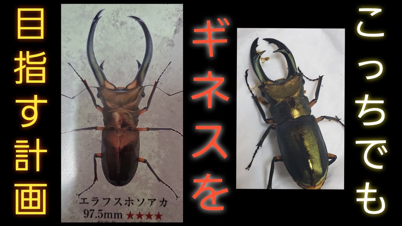エラフスホソアカクワガタ】企み第1弾目標達成‼️ - YouTube