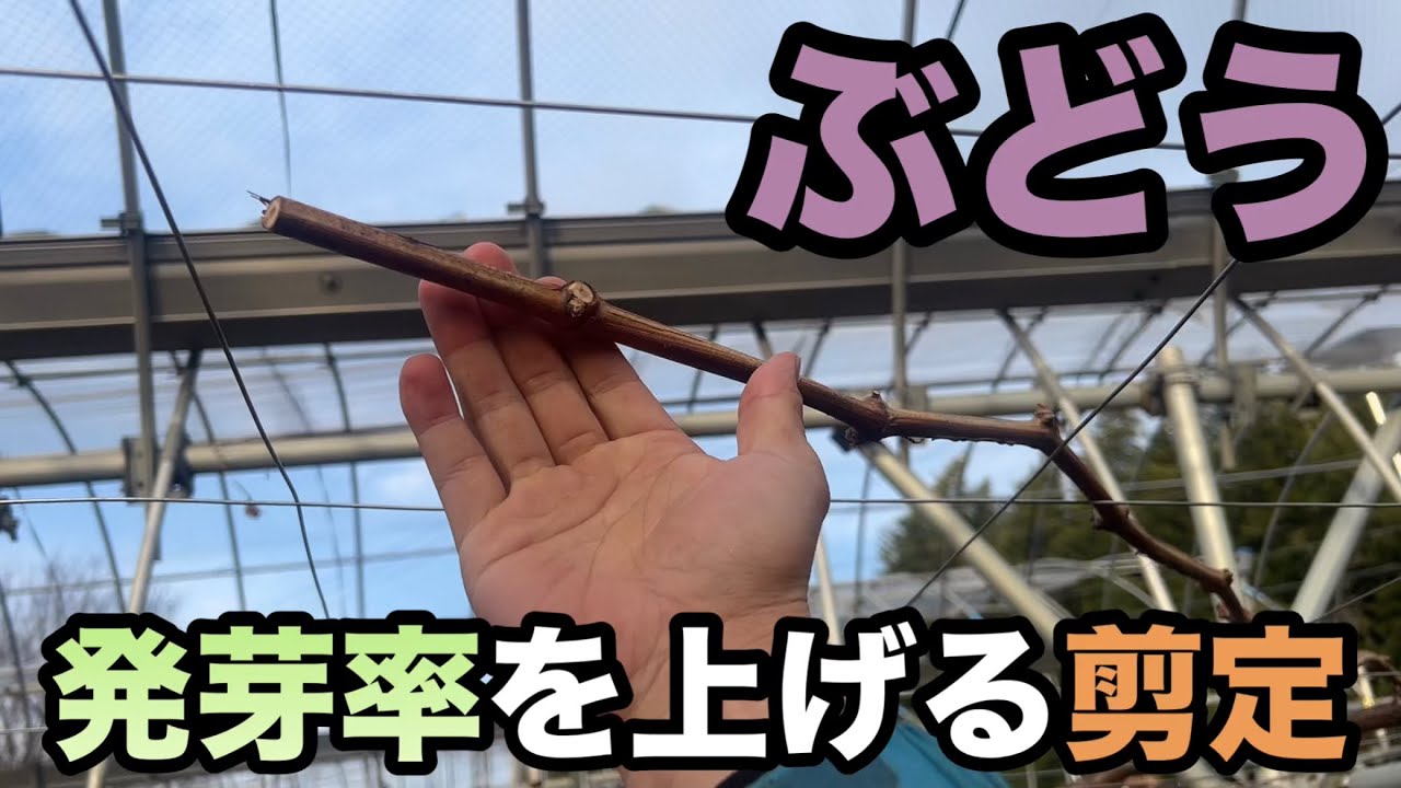 ぶどうの剪定〜剪定枝は2芽長く残そう〜2024-02-01 - YouTube