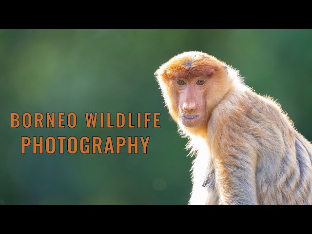 sddefault.jpg?v=66ff59e3