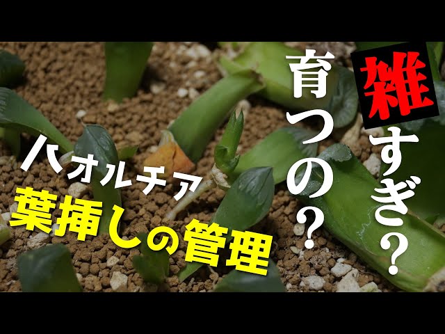 多肉植物】ハオルチアの葉挿しを選別・植え直し【人気観葉植物