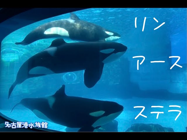 3頭一緒！！❤︎アース・ステラ・リン （朝の様子） @名古屋港水族館