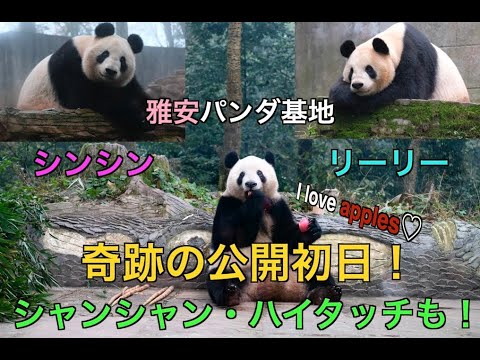The miraculous opening day of Li Li and Xin Xin at Ya'an Panda