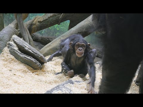 Runaway locomotive Kosachi is acquitted thanks to his white