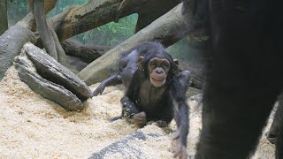 Runaway locomotive Kosachi is acquitted thanks to his white