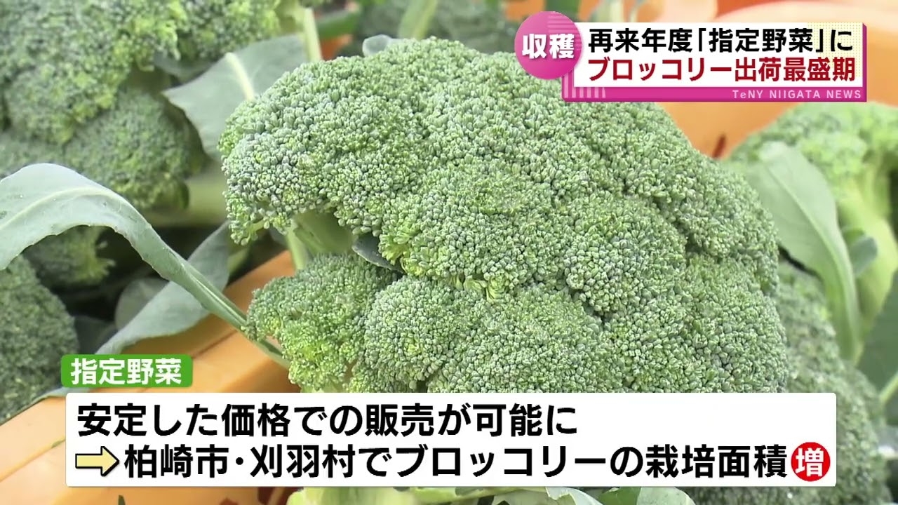 産地】柏崎市でブロッコリーの出荷が最盛期 再来年度「指定野菜」に