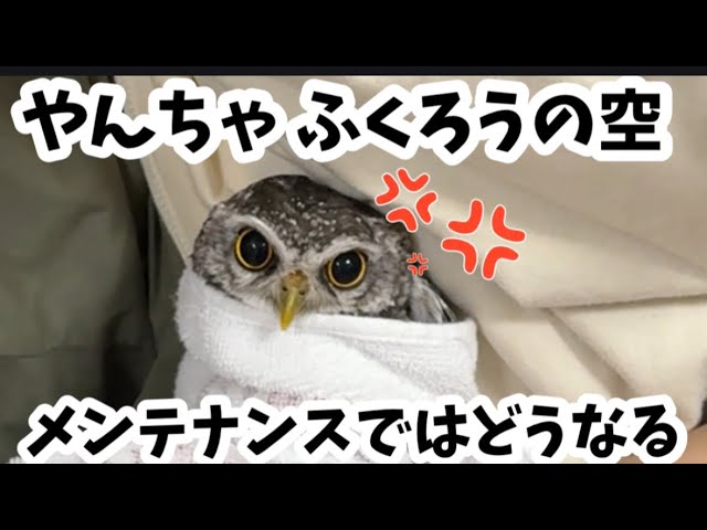 ふくろうの空🦉メンテナンスへ行くよ✂️ Sora the owl 🦉 is going