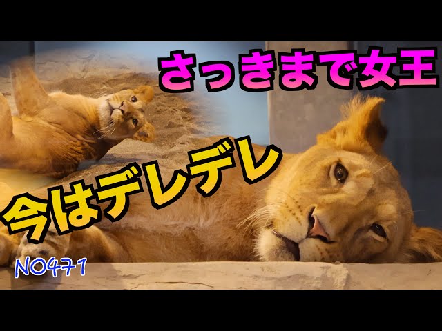 No.471 Will the wife rule if they live together?! The