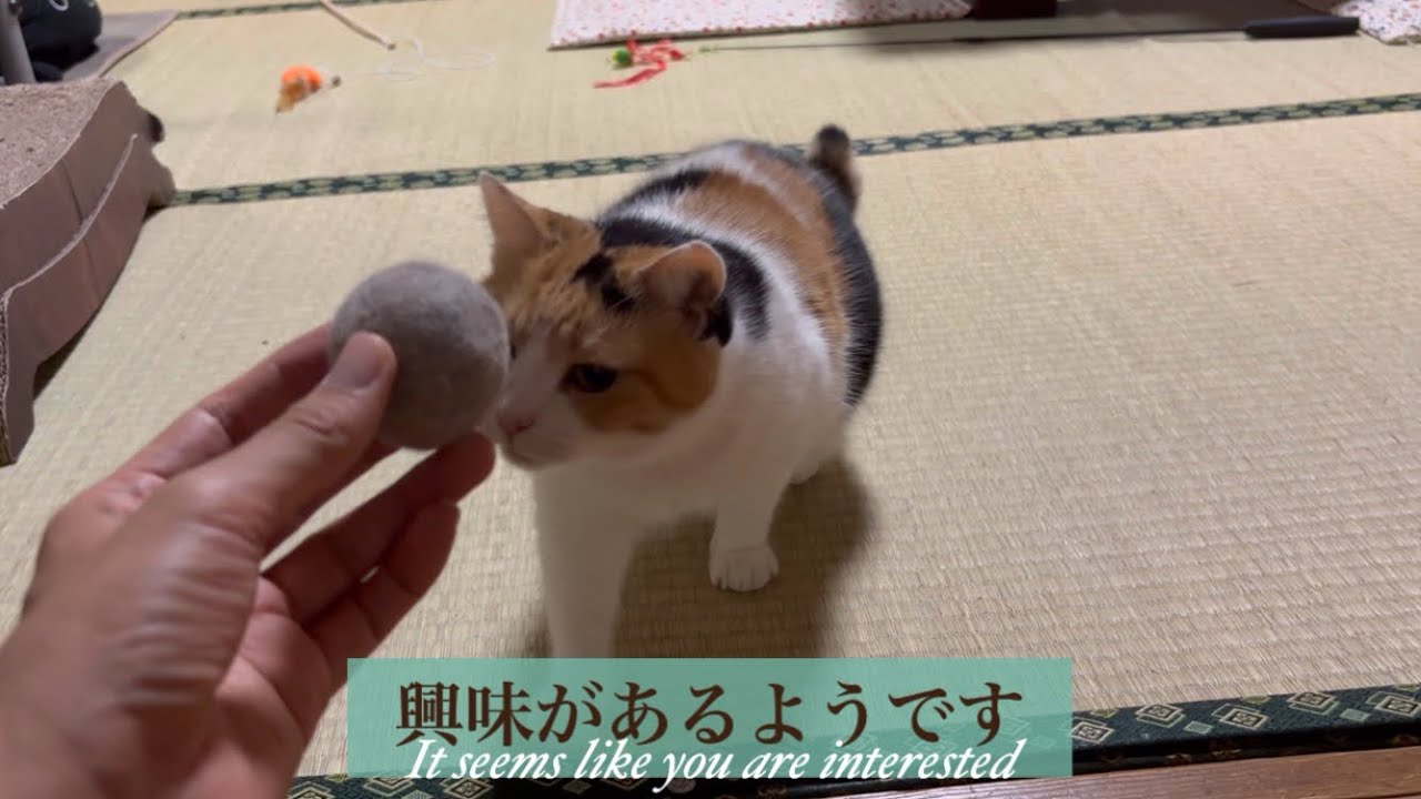 三毛猫】自分の毛玉で楽しく遊ぶ猫（2023年9月28日） - YouTube