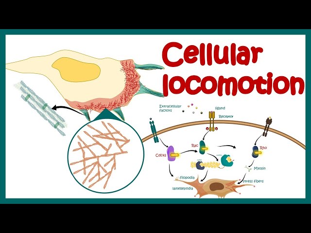 Cell locomotion | cell motility | cell migration | Rho-Rac-Cdc42