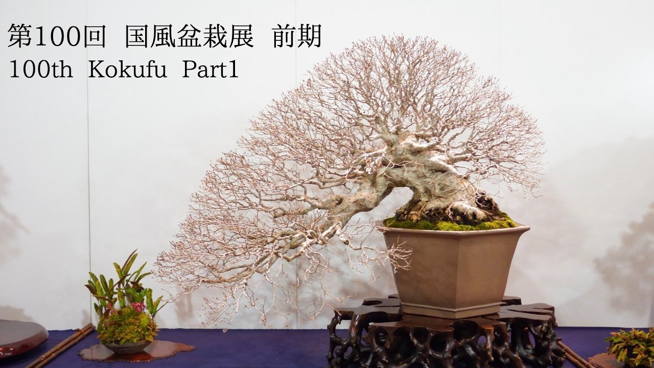 第95回 国風盆栽展 国風賞全7作品 95th Kokufu Bonsai Exhibition