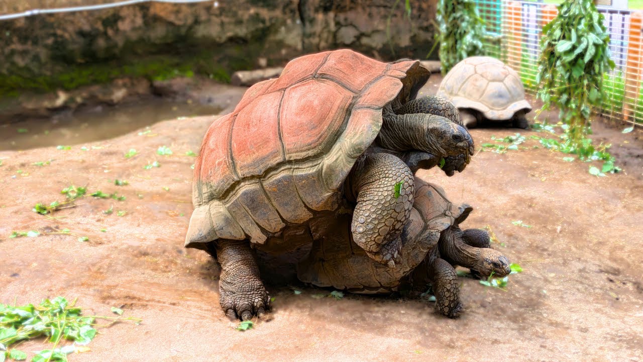 おっとりマイペースなゾウガメの繁殖行動は可愛い顔からは想像出来ない