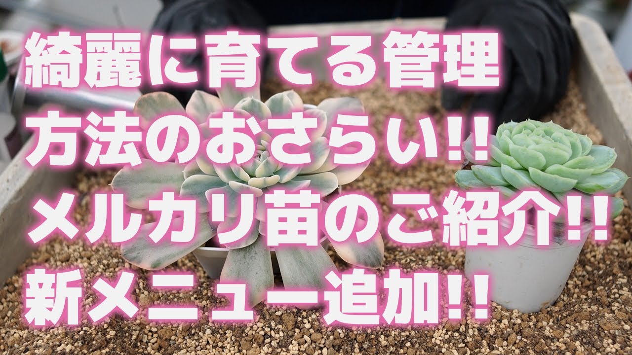 多肉植物】綺麗に育てる管理方法のおさらい!!メルカリ苗のご紹介!!新