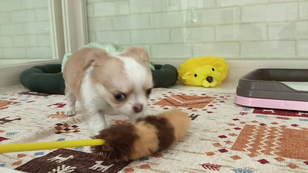 ロングコートチワワ 女の子 12/29生まれ - YouTube