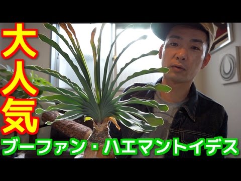 Plant Introduction] Introducing Buphane Haemanthoides [Rare] - YouTube
