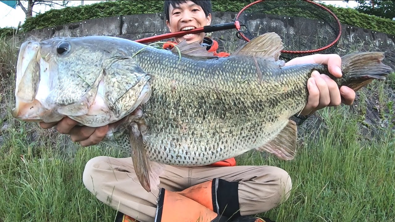 Over 60cm!! Shocking video of a monster black bass being caught