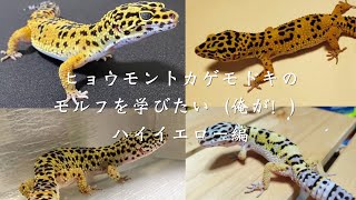 I want to learn about leopard gecko morphs. [High Yellow Edition