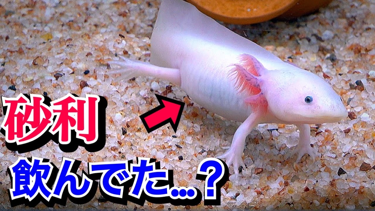 A lot of insects have appeared in the axolotl tank - YouTube