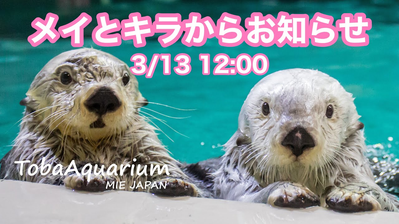 鳥羽水族館》メイとキラからお知らせ - YouTube