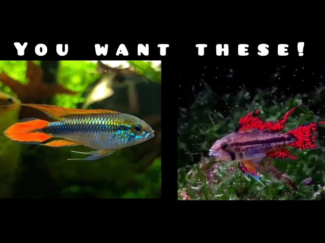 Every Fishkeeper Should Try Dwarf Cichlids! - YouTube