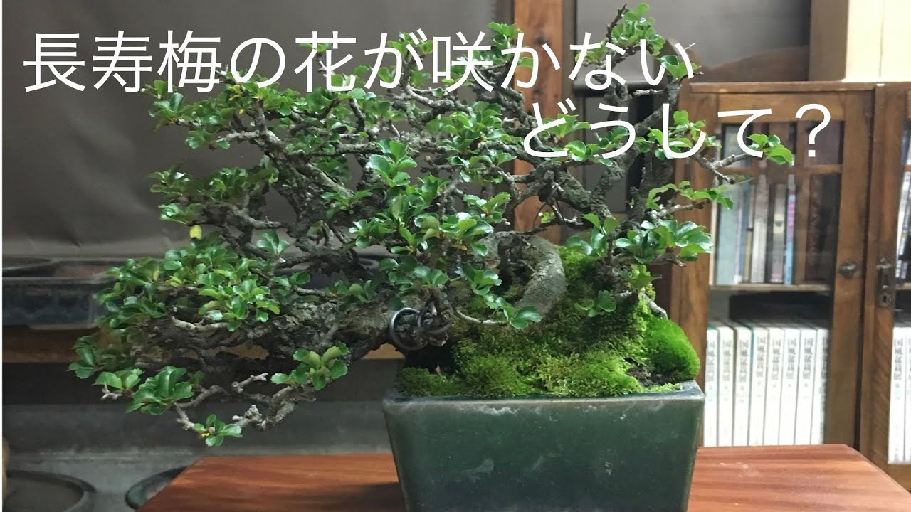 長寿梅の花がつかない。どうして ? 盆栽Q&A - YouTube