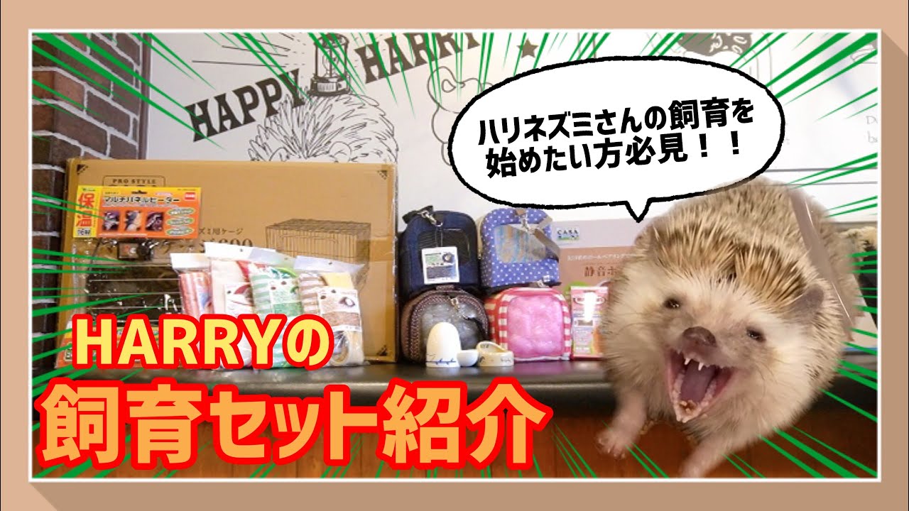 ハリネズミさん】初心者必見？！HARRYのハリネズミさん飼育セットをご