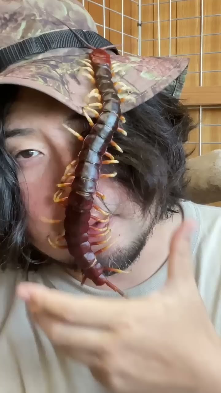 Playing with a monster centipede! Handling the largest centipede